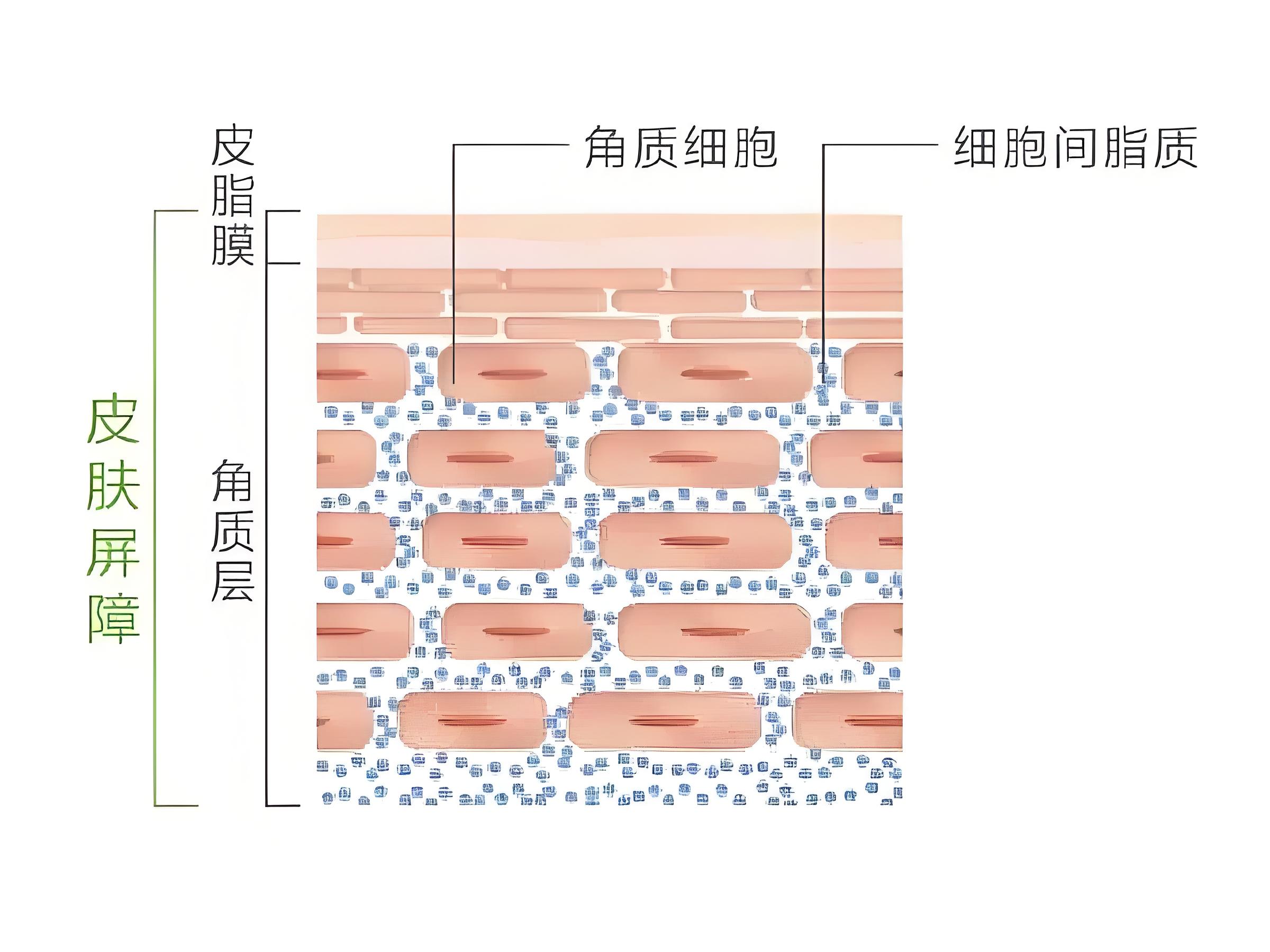 角质层